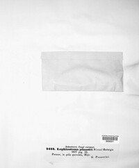 Lophiostoma pinastri image